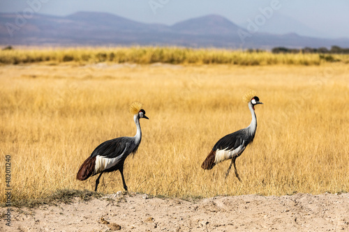 KENYA - AUGUST 16, 2018: Two birds are passing by the road in Amboseli