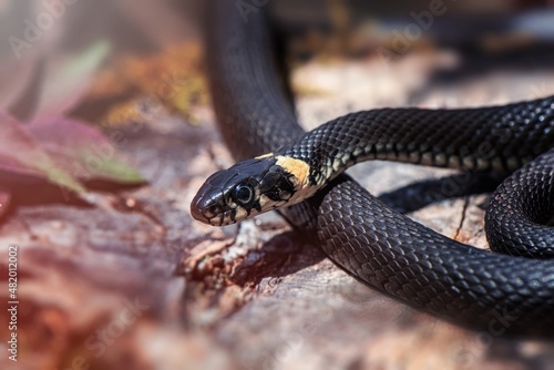 close up of a snake