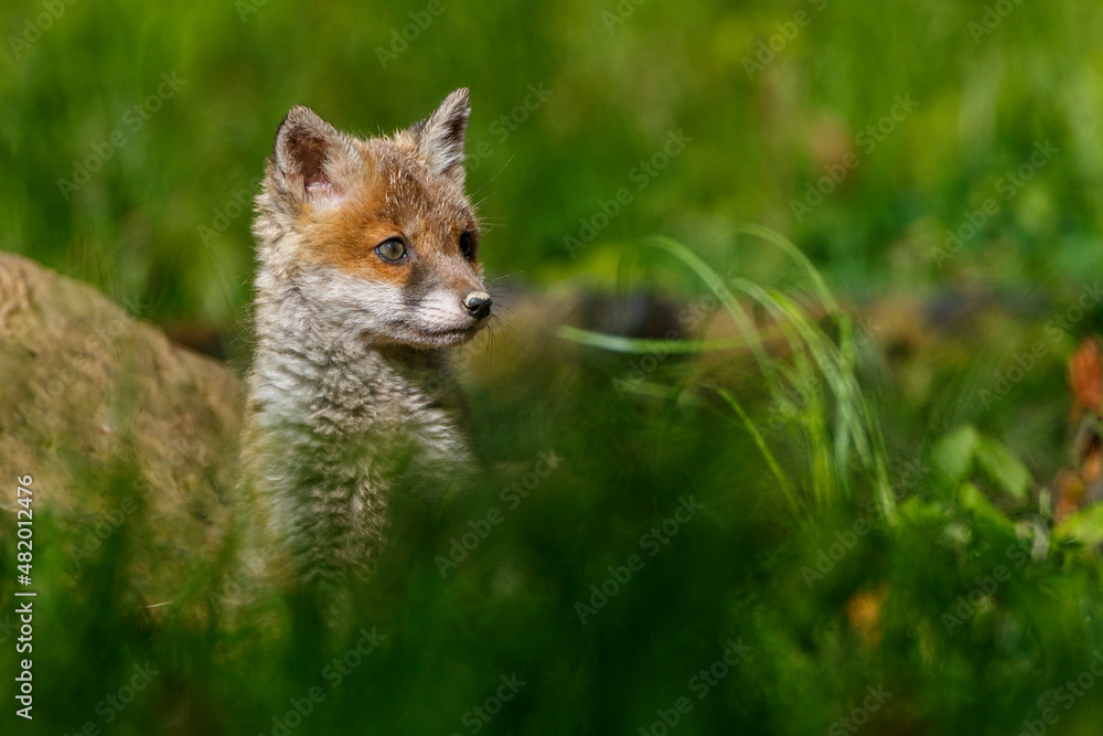 Naklejka premium Rotfuchs (Vulpes vulpes) Junger am Bau