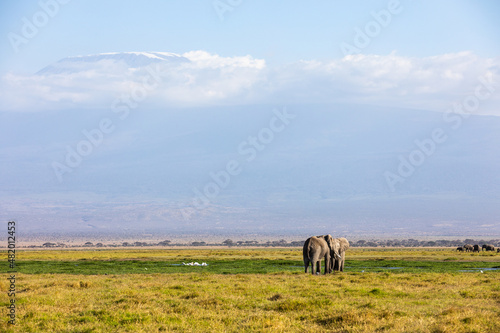 KENYA - AUGUST 16, 2018: An elephant in Amboseli National Park