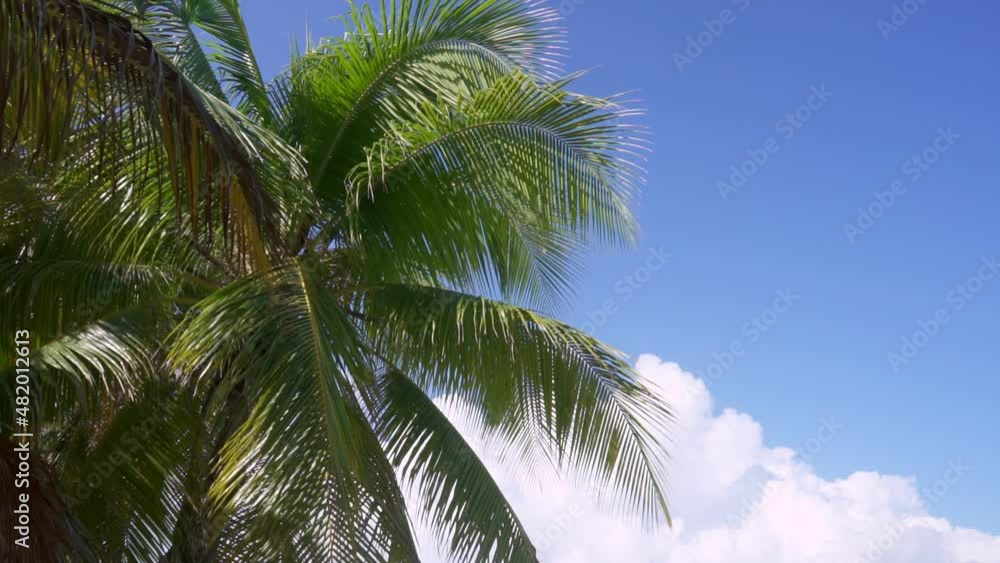 A Tropical palm tree against the blue sky swayed in the wind. High-quality FullHD footage A Tropical palm tree against the blue sky swayed in the wind. High-quality FullHD footage