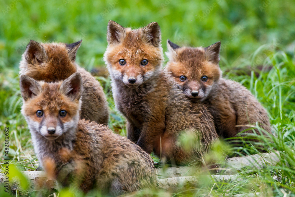 Rotfüchse (Vulpes vulpes) Junge Rotfüchse (Vulpes vulpes) Junge