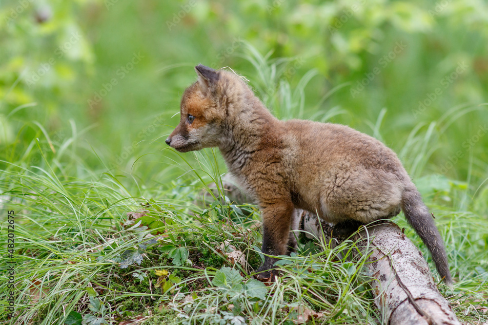 Fototapeta premium Rotfuchs (Vulpes vulpes) Junger