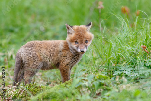 Rotfuchs (Vulpes vulpes) Junger