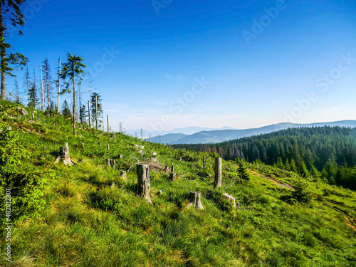 Forest in the mountains against the blue sky