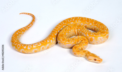 Burmese python // Dunkler Tigerpython (Python bivittatus) - Albino