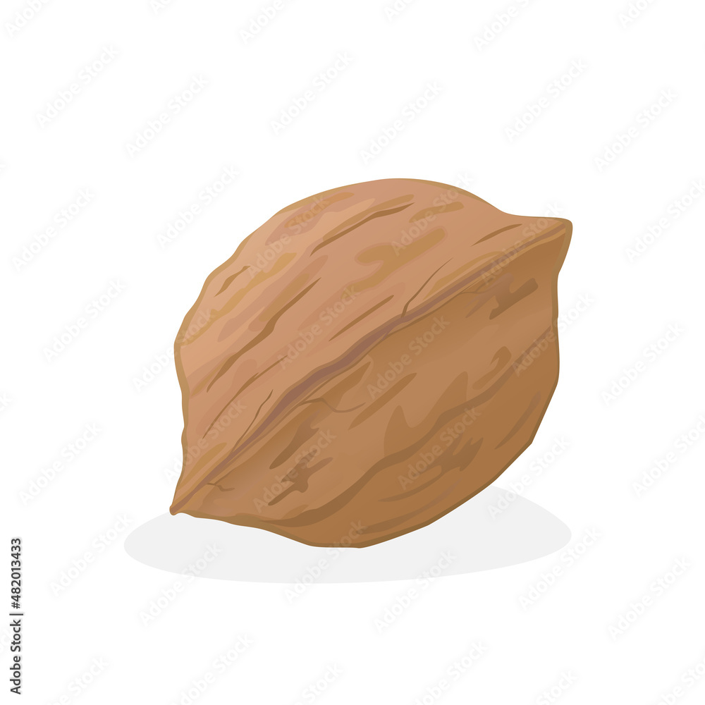 Vector illustration of walnut isolated on white background. Vector illustration of walnut isolated on white background.