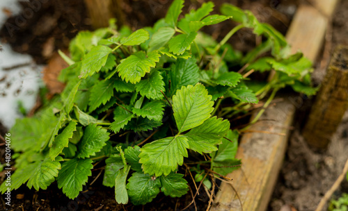 green strawberry plant leaves