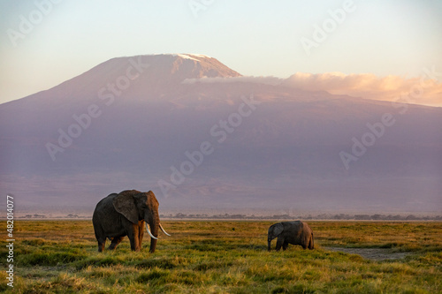 KENYA - AUGUST 16, 2018: Two elephants in front of Kilimanjaro in Amboseli National Park photo