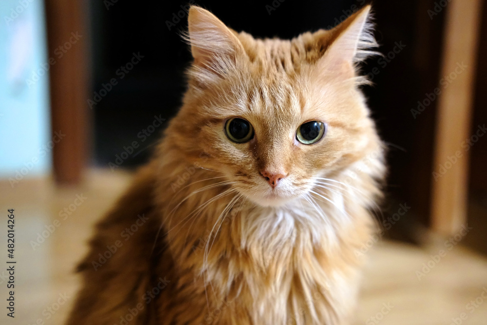 red-colored muzzle of a big cat that poses and calmly looks directly into the camera, located in the house red-colored muzzle of a big cat that poses and calmly looks directly into the camera, located in the house