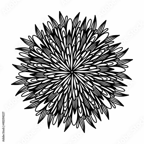 Floral, hand drawn aster mandala flowers in doodle style isolated on white background. Funny and cute coloring for seasonal design, textile, decoration kids playroom or greeting card. Chrysanthemum.
