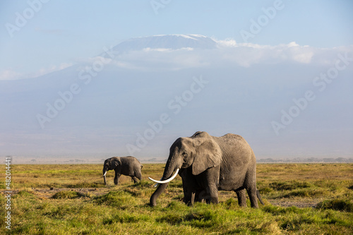 KENYA - AUGUST 16  2018  Two elephants in Amboseli National Park