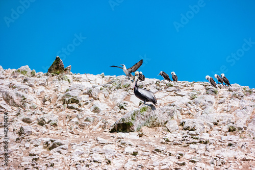 Peruvian pelicans at the Ballestas Islands in Peru photo