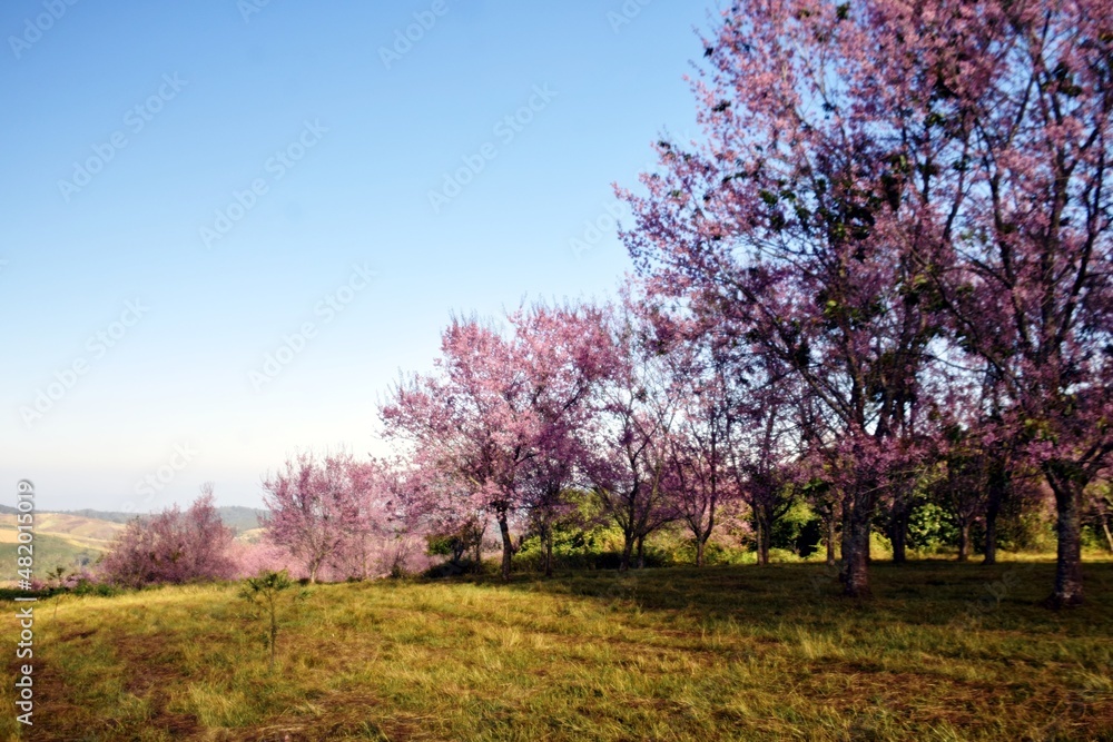 Naklejka premium Thai cherry blossom garden