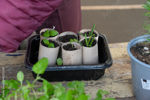 Fotografie Planting fresh herbs in paper tubes. Rosemary and basil.