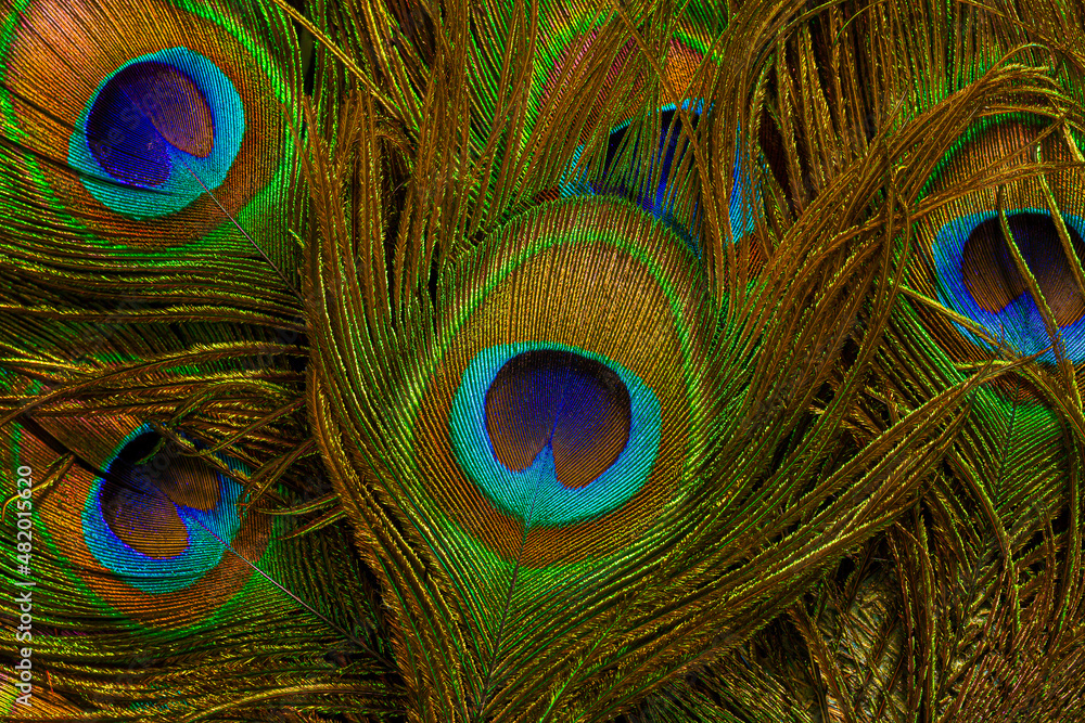 Fototapeta premium macro peacock feathers,Peacock feathers close-up 