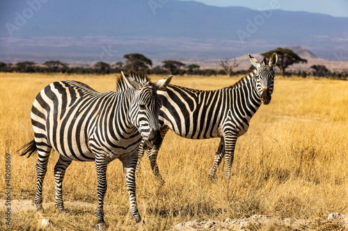 KENYA - AUGUST 16, 2018: Zebras in Amboseli national park