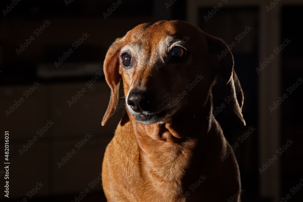 Portrait of an elderly dachshund.