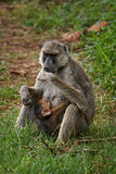 Yellow baboon - Papio cynocephalus, large ground primate from African savannahs and bushes, Taita hills, Kenya, Africa.
