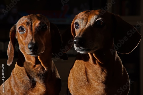 Pair of red dachshunds in home interior.