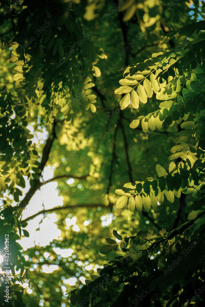 Fototapeta premium leaves in sunlight