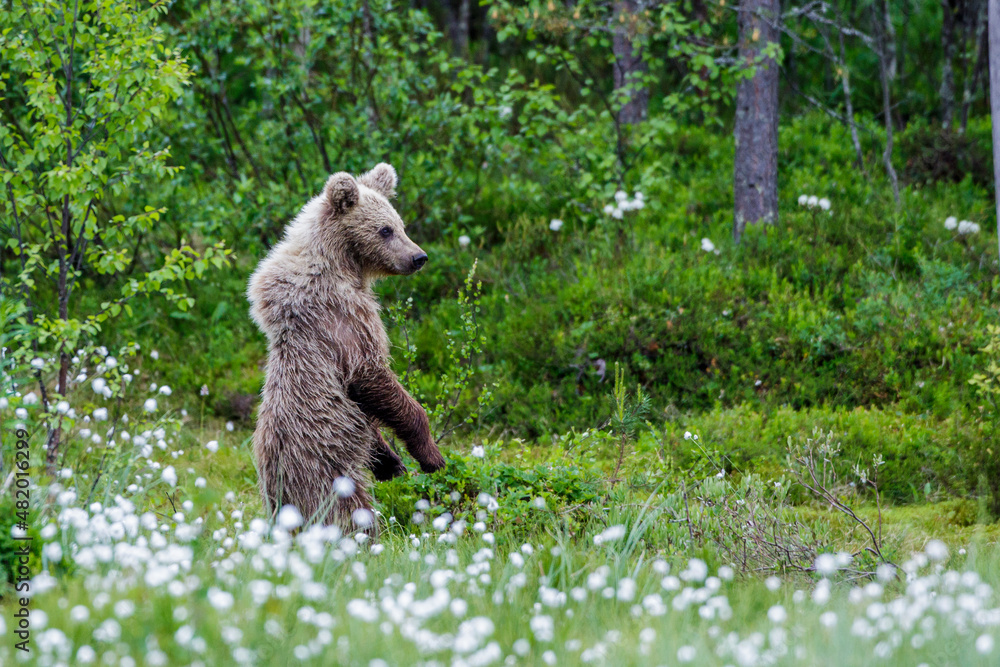 Fototapeta premium Braunbär (Ursus arctos)