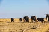KENYA - AUGUST 16, 2018: Many elephants in Amboseli National Park.