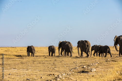 Canvas Print KENYA - AUGUST 16, 2018: Many elephants in Amboseli National Park