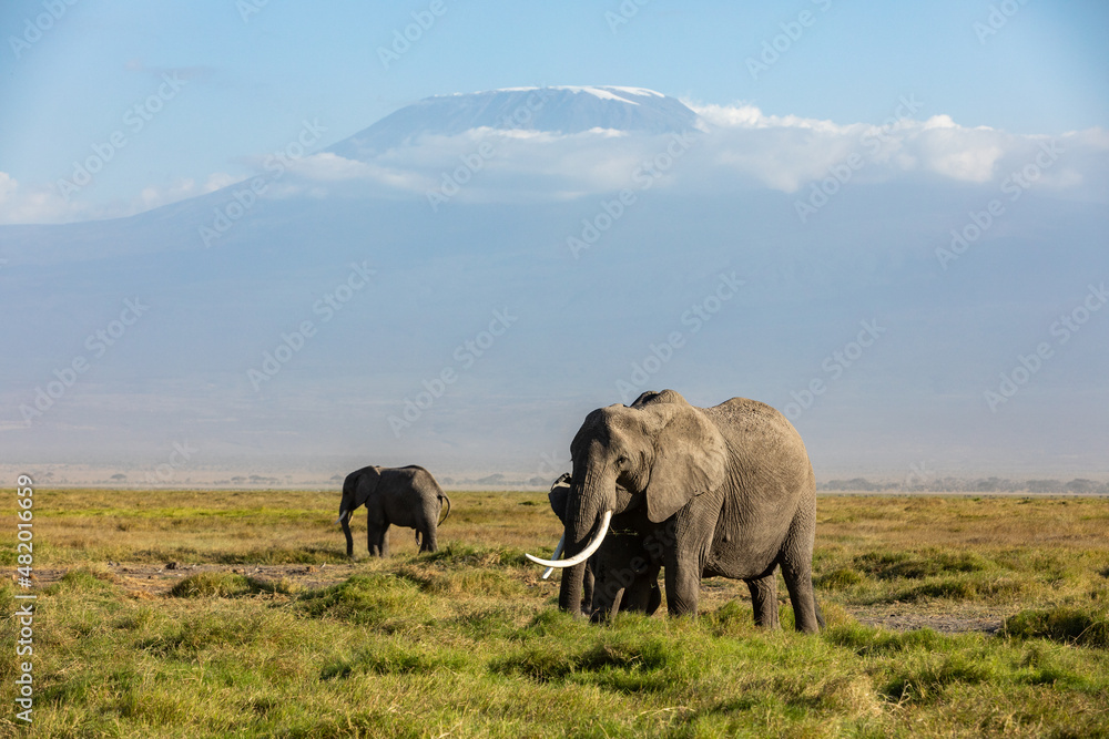KENYA - AUGUST 16, 2018: Group of elephants in Amboseli National Park