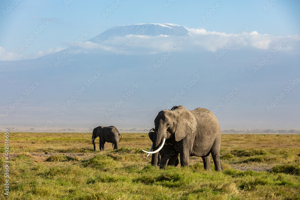 Fototapeta premium KENYA - AUGUST 16, 2018: Group of elephants in Amboseli National Park