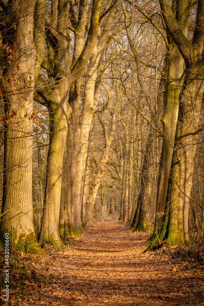 Tree avenue in autumnal sunset. Avenue with trees with brown golden autumnal foliage and leaves. The path is partially covered with fallen leaves, leudal, The Netherlands.