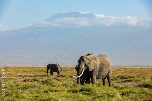 KENYA - AUGUST 16  2018  Group of elephants in Amboseli National Park