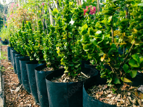 plants in pots