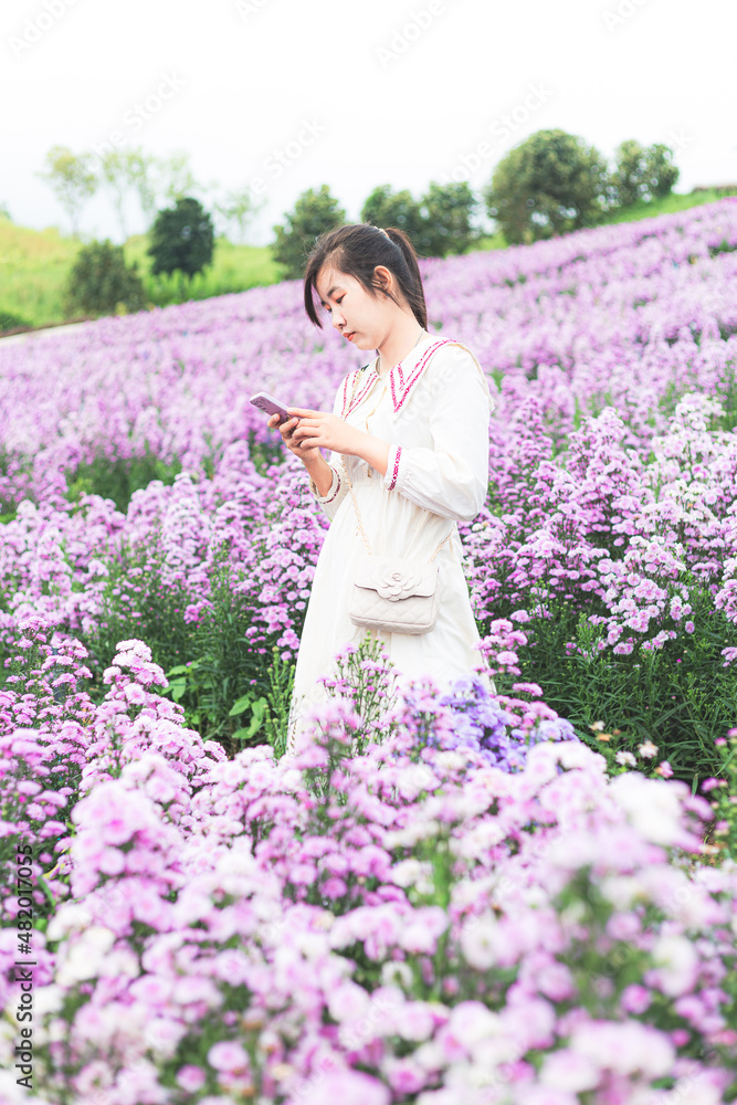 Margaret flower field and woman using phone,Traveler asian woman with mobile phone travel in flower garden in Chiang Mai Thailand Margaret flower field and woman using phone,Traveler asian woman with mobile phone travel in flower garden in Chiang Mai Thailand