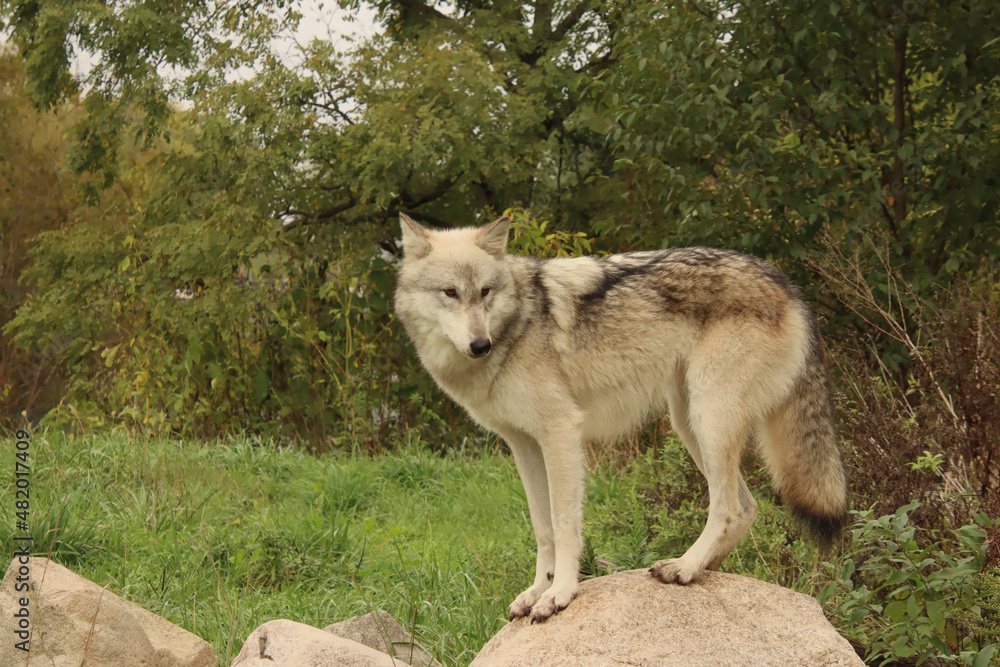 Fototapeta premium Balanced on a Rock