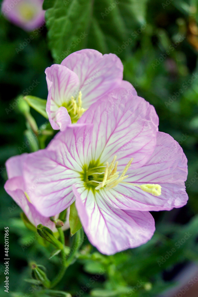 Closeup of the flowers of 'Siskiyou' showy evening primrose (Oenothera speciosa 'Siskiyou') Closeup of the flowers of 'Siskiyou' showy evening primrose (Oenothera speciosa 'Siskiyou')
