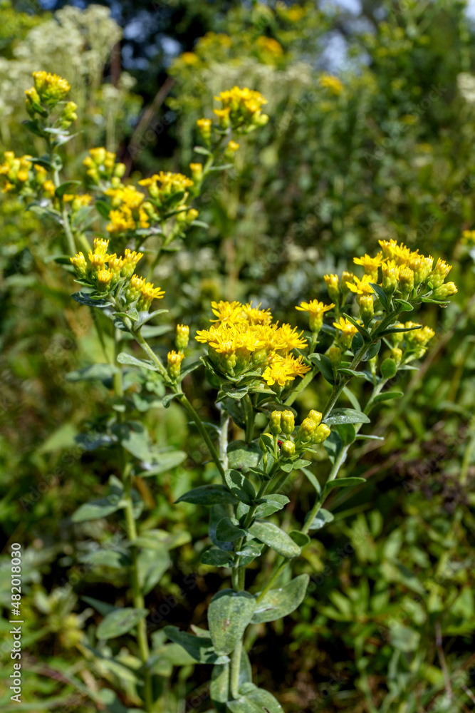 Vertical image of stiff goldenrod (Solidago ridiga or Oligoneuron rigidum) in flower in a meadow Vertical image of stiff goldenrod (Solidago ridiga or Oligoneuron rigidum) in flower in a meadow