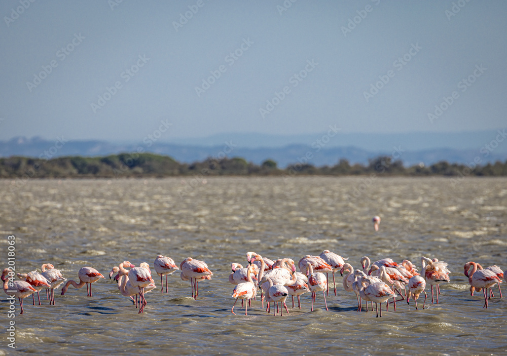Pink Flamingos in the Camargue, Provence, France
