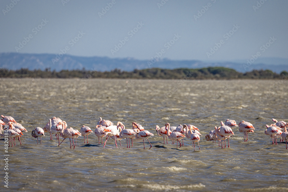 Naklejka premium Pink Flamingos in the Camargue, Provence, France