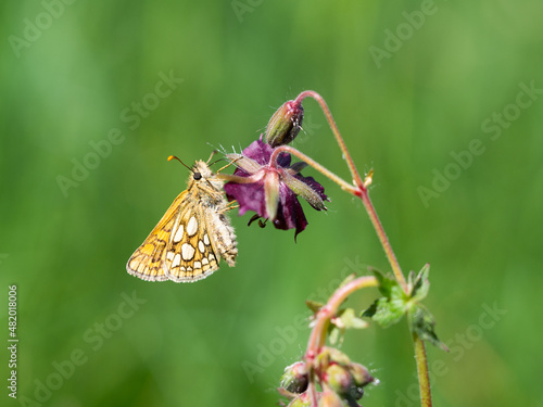 Chequered skipper or arctic skipper (Carterocephalus palaemon) butterfly on flower photo