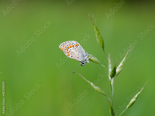 Wallpaper Mural Brown argus (Aricia agestis) butterfly resting on a blade of grass Torontodigital.ca