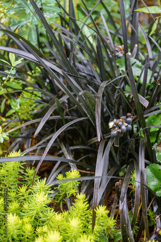 Perennial combination: black mondo grass (Ophiopogon planiscapus 'Nigrescens') growing with the bright yellow foliage of 'Angelina' sedum (Sedum rupestre 'Angelina') photo