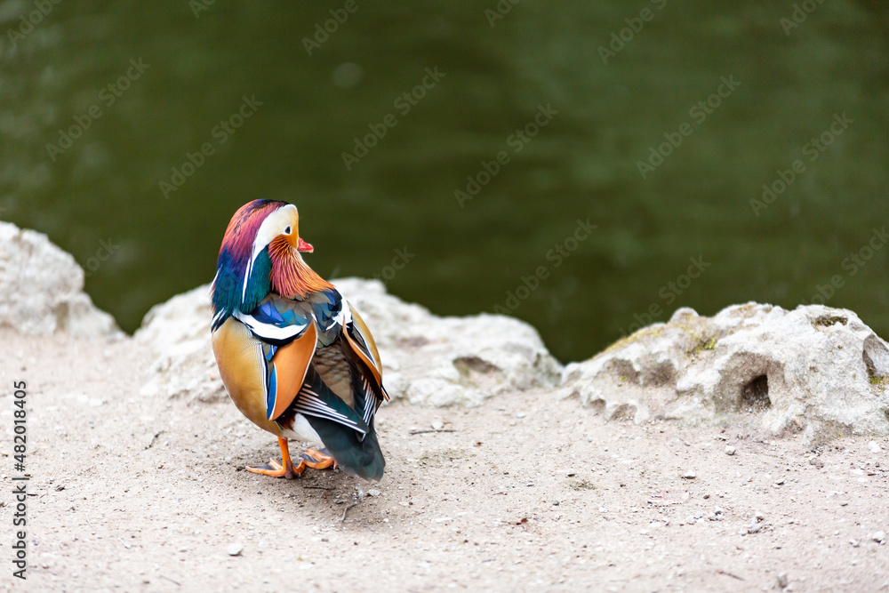 Obraz premium Mandarinente