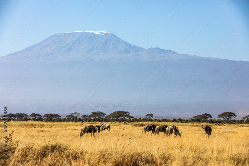 KENYA - AUGUST 16, 2018: Wildebeest in front of Mount Kilimanjaro
