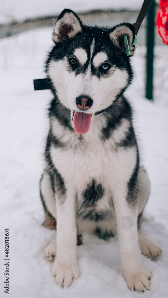 Full-length black and white mestizo husky puppy