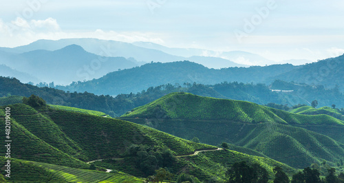View on Cameron Highlands Malaysia