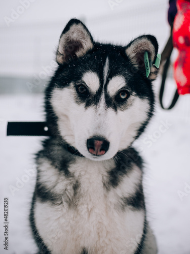 Close-up portrait of a husky puppy