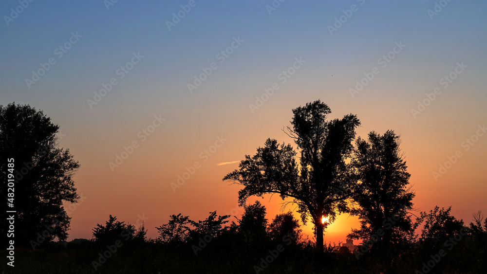 Silhouette of trees at sunset with sunlight.