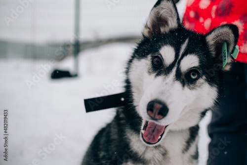 Portrait of a surprised husky mestizo puppy