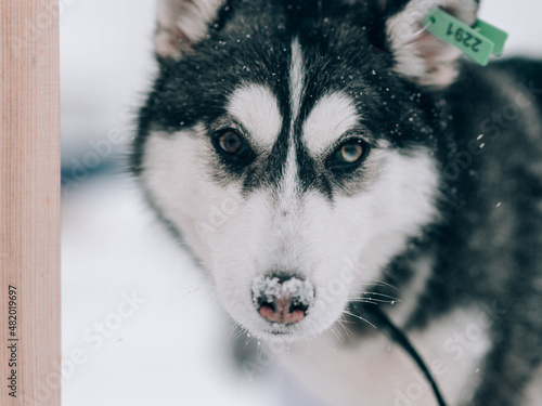 Close-up portrait of a mestizo husky puppy